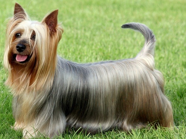Silky Terrier thumbnail